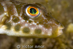 Puffer by Victor Amor 